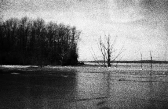 frozen lake of dead trees