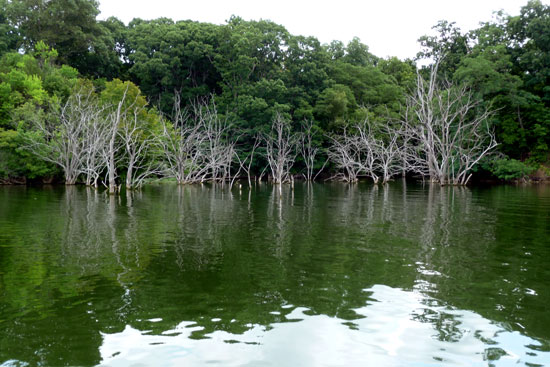 dead trees