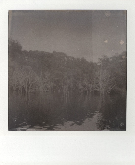 dead trees