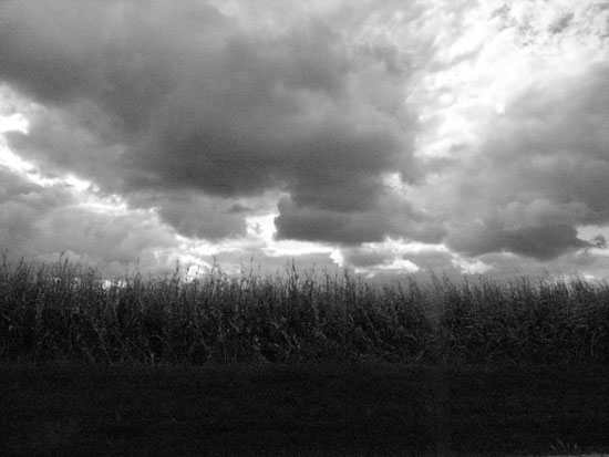 corn and sky