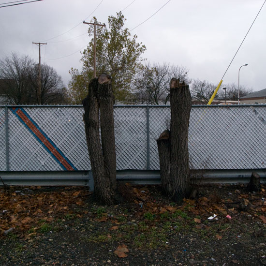 dead trees and fence