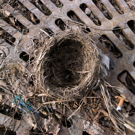 nest