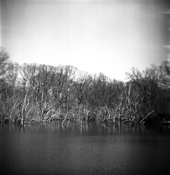 dead trees