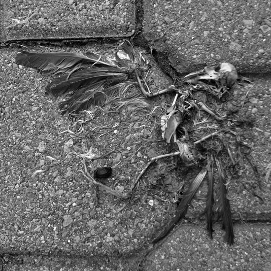 dead bird