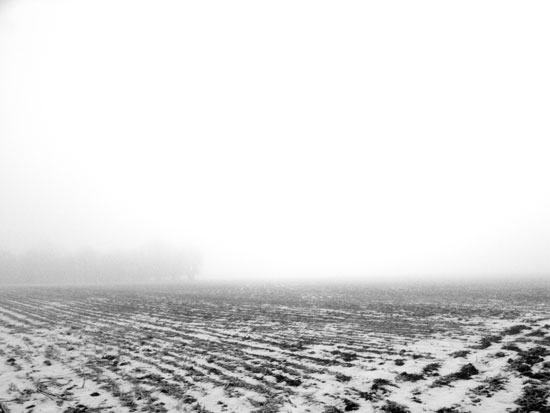 field and fog