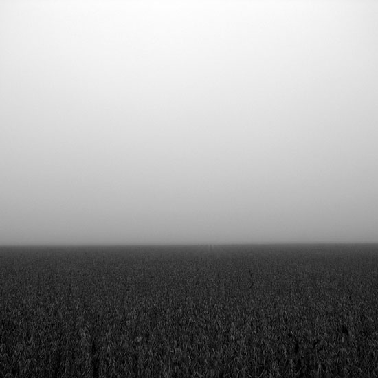 bean field