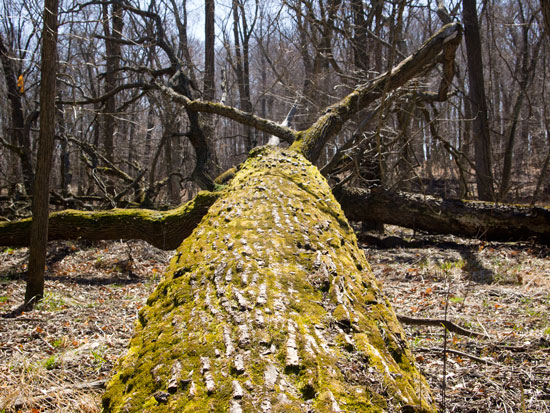 dead tree