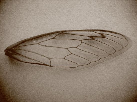 wing