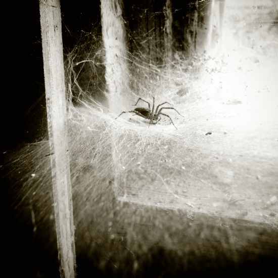 spider