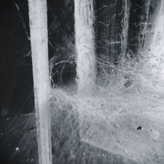 spider web