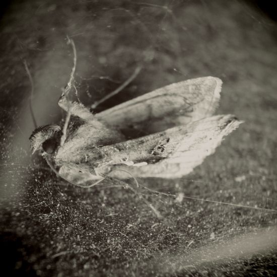 moth