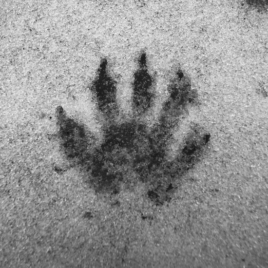 paw print