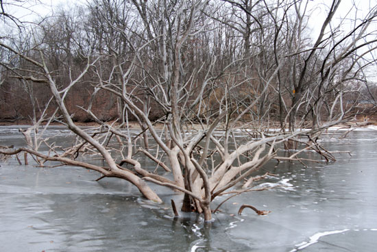 dead tree